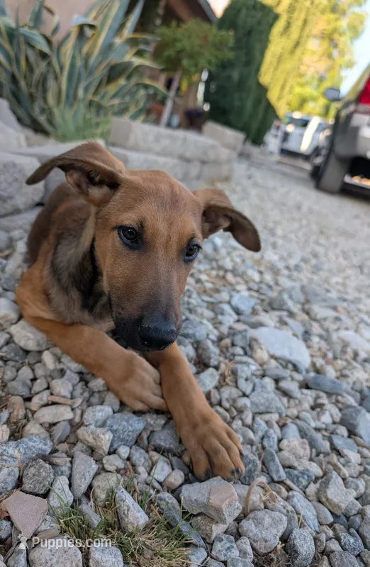 Cookie  – Belgian Malinois, Doberman Pinscher puppy for sale in Fontana, CA