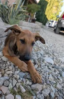Cookie , a female Belgian Malinois and Doberman Pinscher for sale in Fontana, CA – 1 of 6