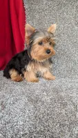 Milo , a male Yorkshire Terrier for sale in Fontana, CA – 2 of 3
