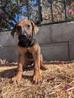 Ranger , a male Belgian Malinois and Doberman Pinscher for sale in Fontana, CA – 4 of 5