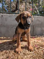 Ranger , a male Belgian Malinois and Doberman Pinscher for sale in Fontana, CA – 2 of 5