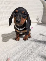 Tootsy , a female Dachshund for sale in Fontana, CA – 3 of 4