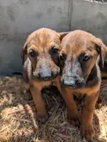 Belgian Malinois, a female Belgian Malinois for sale in Fontana, CA – 2 of 7