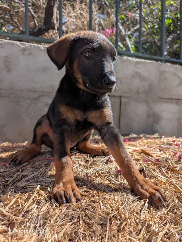 Xina – Belgian Malinois, Doberman Pinscher puppy for sale in Fontana, CA
