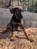 Xina, a female Belgian Malinois and Doberman Pinscher for sale in Fontana, CA – 1 of 5