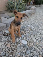 Cookie , a female Belgian Malinois and Doberman Pinscher for sale in Fontana, CA – 4 of 6
