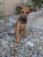 Cookie , a female Belgian Malinois and Doberman Pinscher for sale in Fontana, CA – 3 of 6