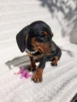 Tootsy , a female Dachshund for sale in Fontana, CA – 4 of 4