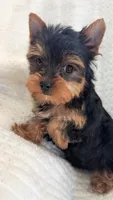 Blacky , a male Yorkshire Terrier for sale in Fontana, CA – 3 of 3