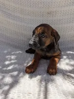 Puppy , a male Belgian Malinois and Doberman Pinscher for sale in Fontana, CA – 2 of 2