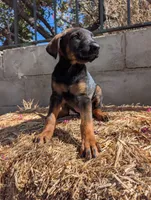 Xina, a female Belgian Malinois and Doberman Pinscher for sale in Fontana, CA – 5 of 5