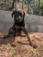 Xina, a female Belgian Malinois and Doberman Pinscher for sale in Fontana, CA – 2 of 5