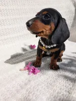 Tootsy , a female Dachshund for sale in Fontana, CA – 2 of 4