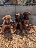 Belgian Malinois, a female Belgian Malinois for sale in Fontana, CA – 4 of 7