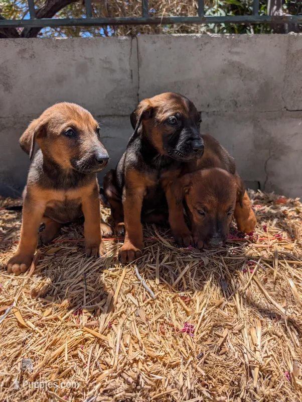 Belgian Malinois – Belgian Malinois puppy for sale in Fontana, CA