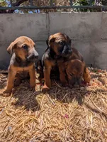 Belgian Malinois, a female Belgian Malinois for sale in Fontana, CA – 1 of 7