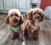 Cuddles, a male Poodle - Toy  for sale in Cross Plains, IN – 4 of 4