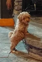 Cuddles, a male Poodle - Toy  for sale in Cross Plains, IN – 3 of 3