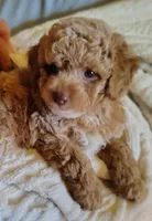 Cuddles, a male Poodle - Toy  for sale in Cross Plains, IN – 2 of 3