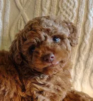 Snuggles, a male Poodle - Toy  for sale in Cross Plains, IN – 3 of 4