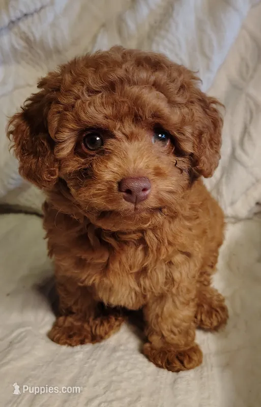 Snuggles – Poodle - Toy  puppy for sale in Cross Plains, IN