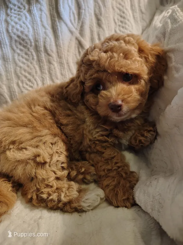 Cuddles – Poodle - Toy  puppy for sale in Cross Plains, IN