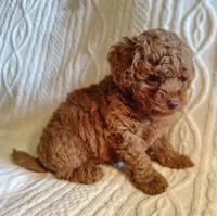 Snuggles, a male Poodle - Toy  for sale in Cross Plains, IN – 2 of 4
