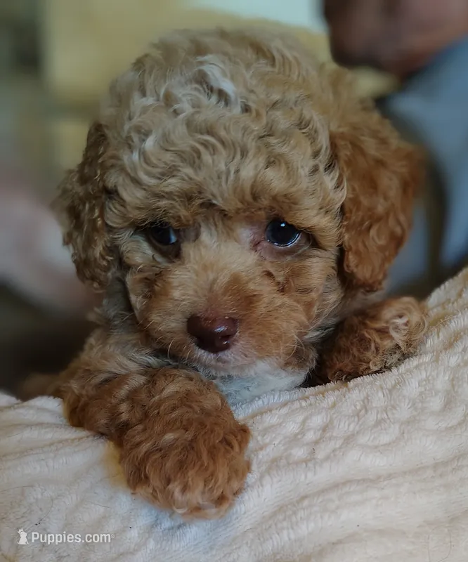 Cuddles – Poodle - Toy  puppy for sale in Cross Plains, IN