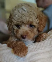 Cuddles, a male Poodle - Toy  for sale in Cross Plains, IN – 1 of 3