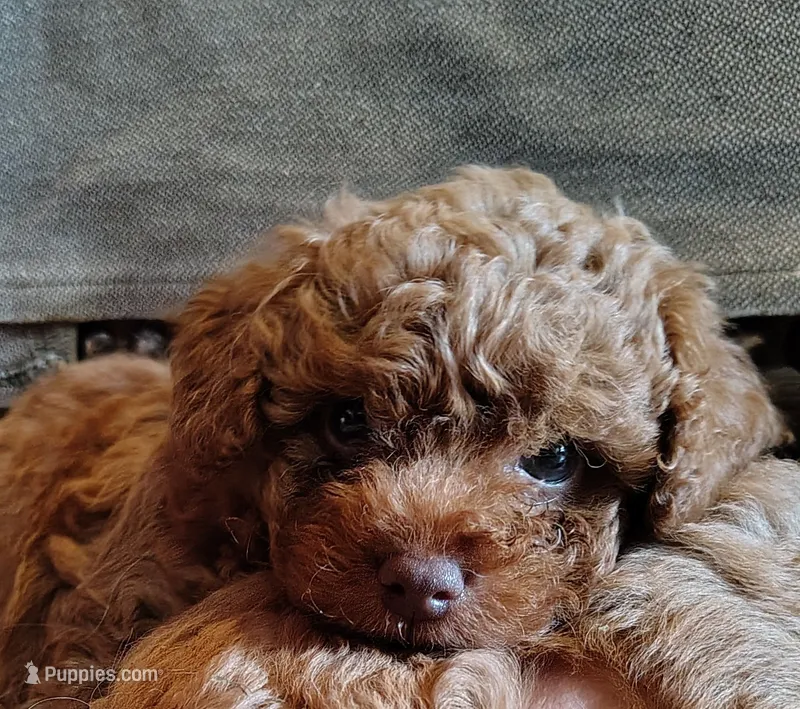 Snuggles – Poodle - Toy  puppy for sale in Cross Plains, IN
