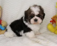 Calvin, a female Shih Tzu for sale in Royersford, PA – 2 of 4