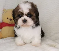 Calvin, a female Shih Tzu for sale in Royersford, PA – 4 of 4