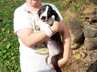 Malinda, a female Great Dane for sale in Spraggs, PA – 3 of 5