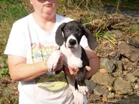Miranda, a female Great Dane for sale in Spraggs, PA – 2 of 4