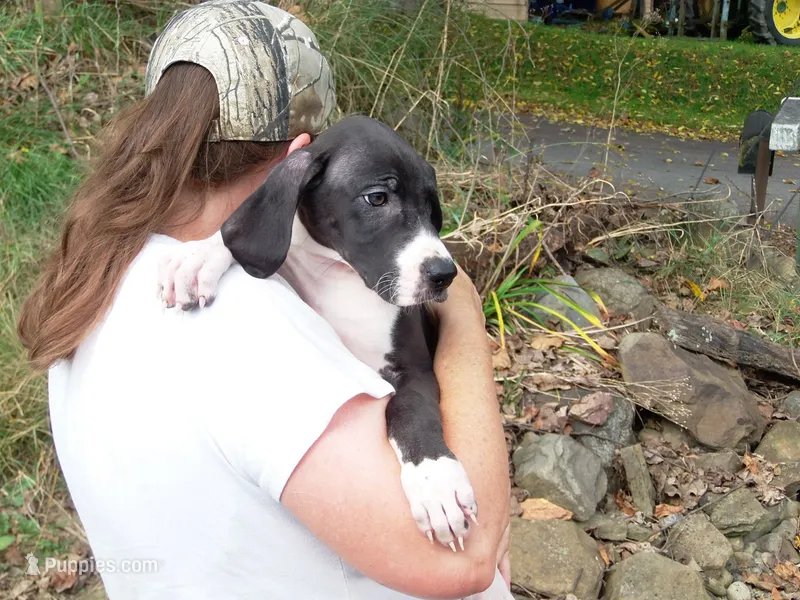 Miranda – Great Dane puppy for sale in Spraggs, PA