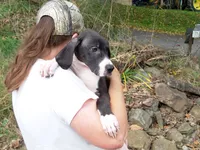 Miranda, a female Great Dane for sale in Spraggs, PA – 1 of 4