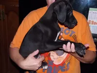 Felix, a male Great Dane for sale in Spraggs, PA – 4 of 7