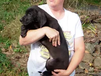 Atuanya, a female Great Dane for sale in Spraggs, PA – 5 of 6