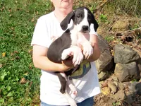 Malinda, a female Great Dane for sale in Spraggs, PA – 4 of 5
