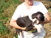 Miranda, a female Great Dane for sale in Spraggs, PA – 3 of 4