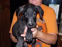 Felix, a male Great Dane for sale in Spraggs, PA – 6 of 7