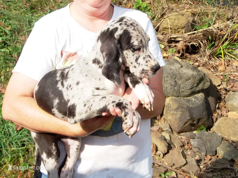 Willow – Great Dane puppy for sale in Spraggs, PA