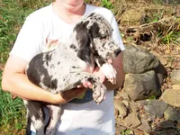 Willow, a female Great Dane for sale in Spraggs, PA – 1 of 4