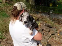 Willow, a female Great Dane for sale in Spraggs, PA – 2 of 4