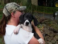 Miranda, a female Great Dane for sale in Spraggs, PA – 4 of 4