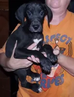 Felix, a male Great Dane for sale in Spraggs, PA – 7 of 7