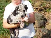 Willow, a female Great Dane for sale in Spraggs, PA – 3 of 4
