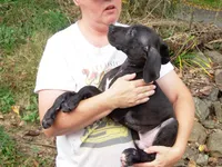 Felix, a male Great Dane for sale in Spraggs, PA – 2 of 7
