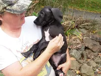 Felix, a male Great Dane for sale in Spraggs, PA – 3 of 7