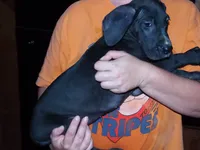 Felix, a male Great Dane for sale in Spraggs, PA – 5 of 7